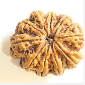 10 Mukhi Rudraksha