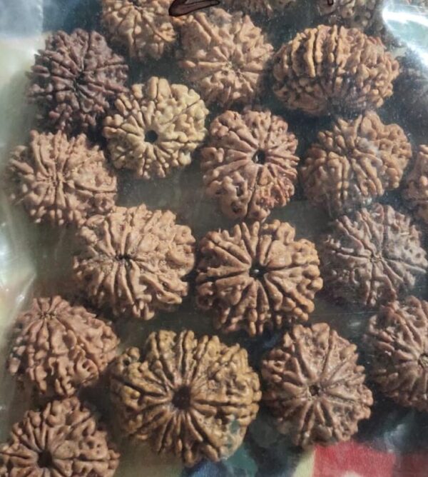 10 Mukhi Rudraksha - Image 2
