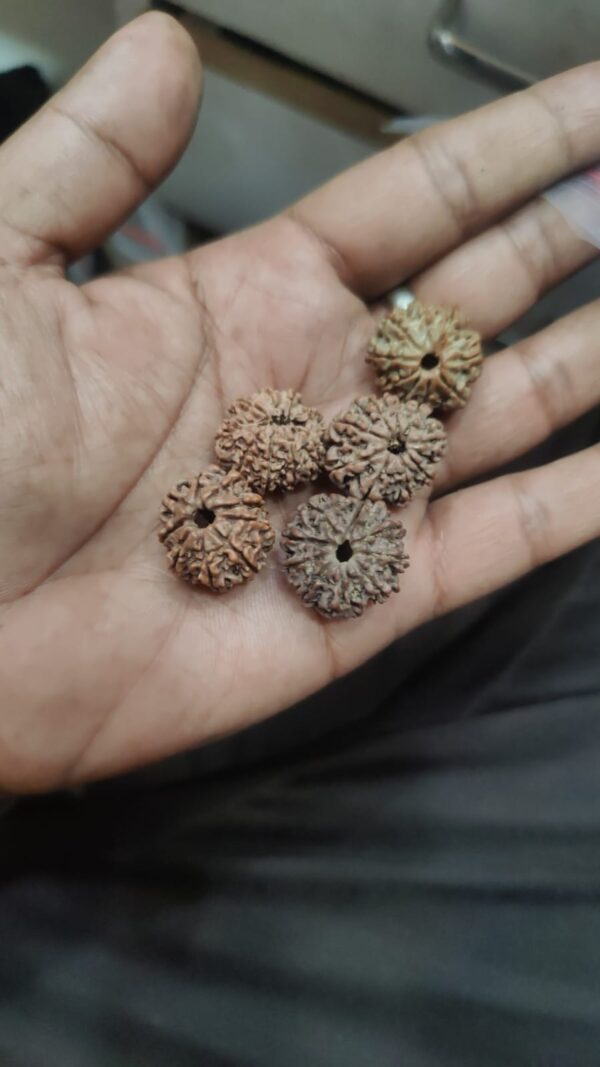9 Mukhi Rudraksha - Image 3
