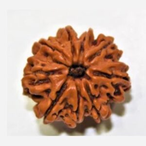 9 Mukhi Rudraksha